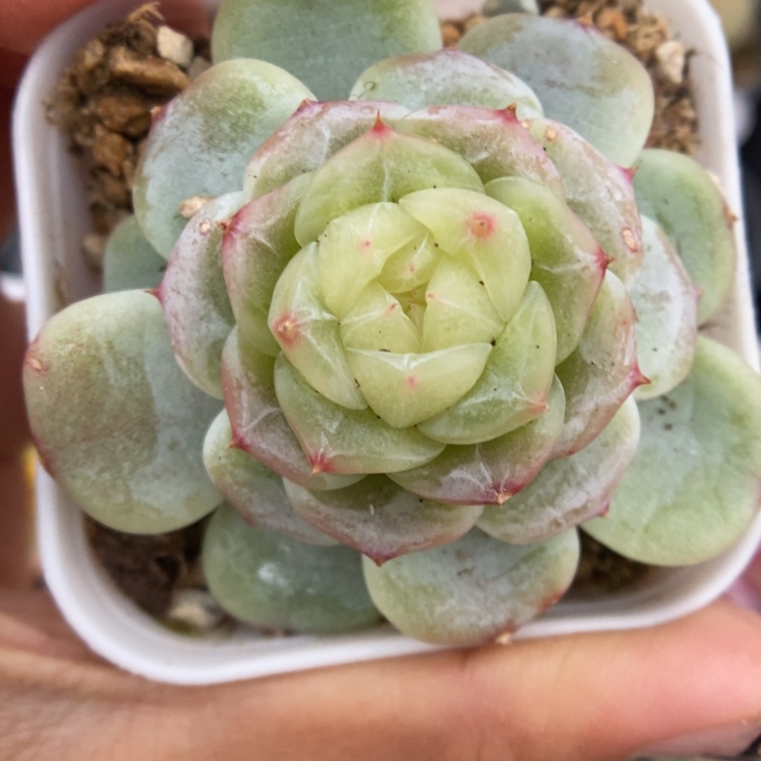 白晶体珍妮506号。   