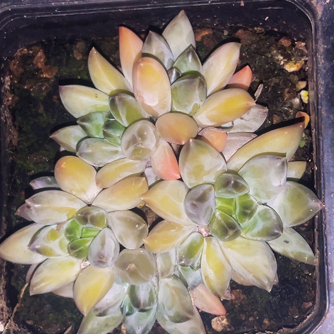 桔云多肉美人精品系列