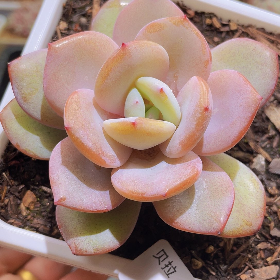 66 精品多肉一物一拍