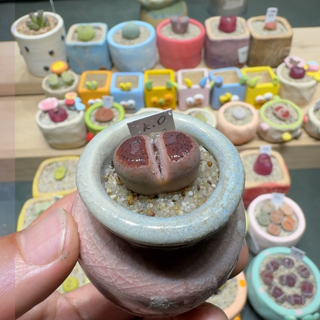 红陶蘑菇274单颗ko