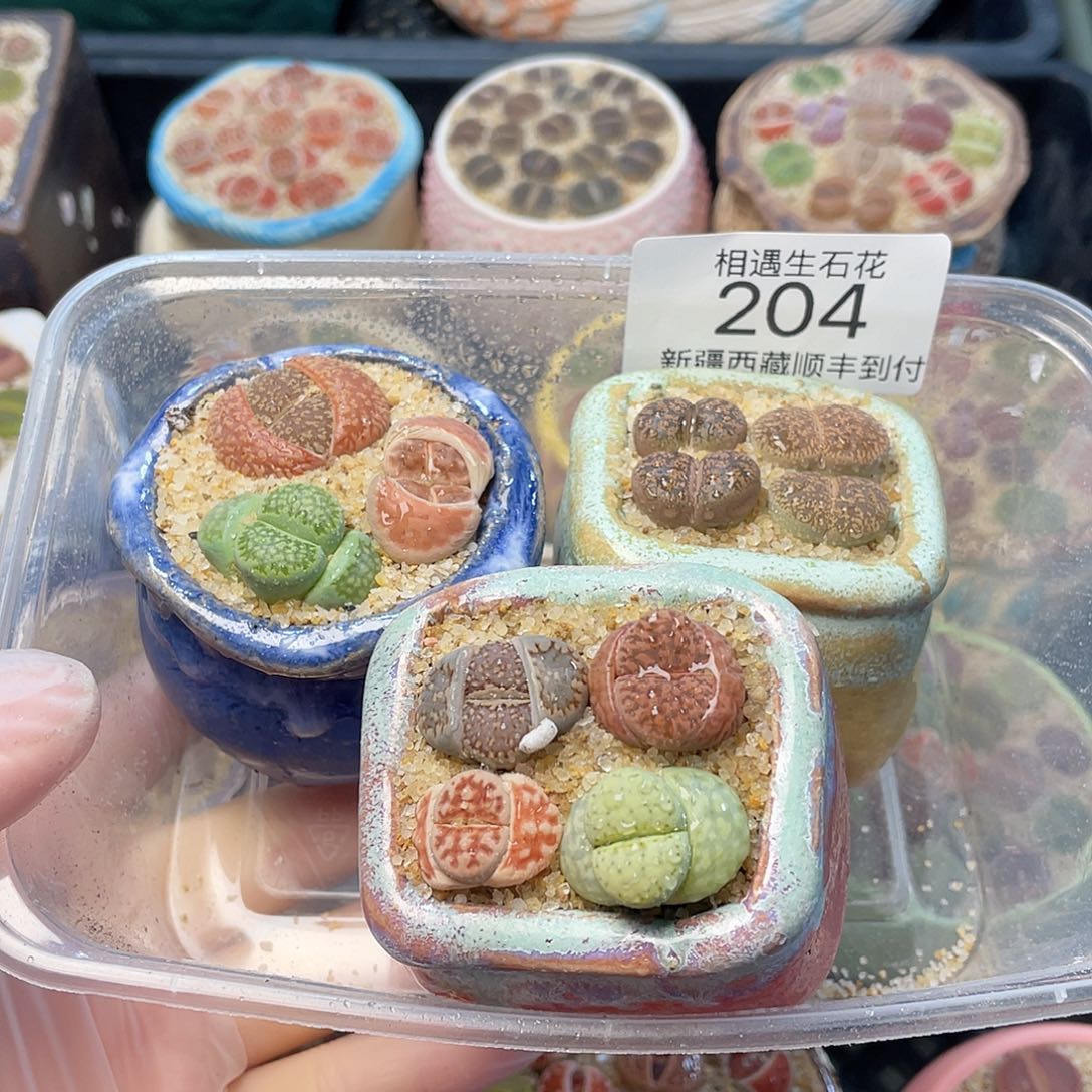 相遇开播福利204