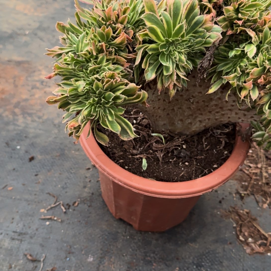 雨***天526夕颜缀化多肉植物满28包邮