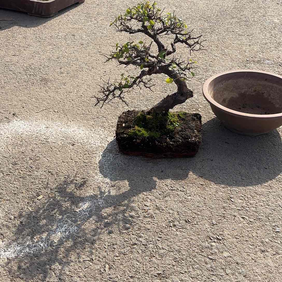 无花朵雀梅盆景艺术作品