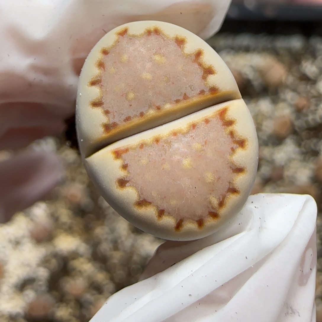 12.8.1621.013饼干.9039尺寸1.6cm