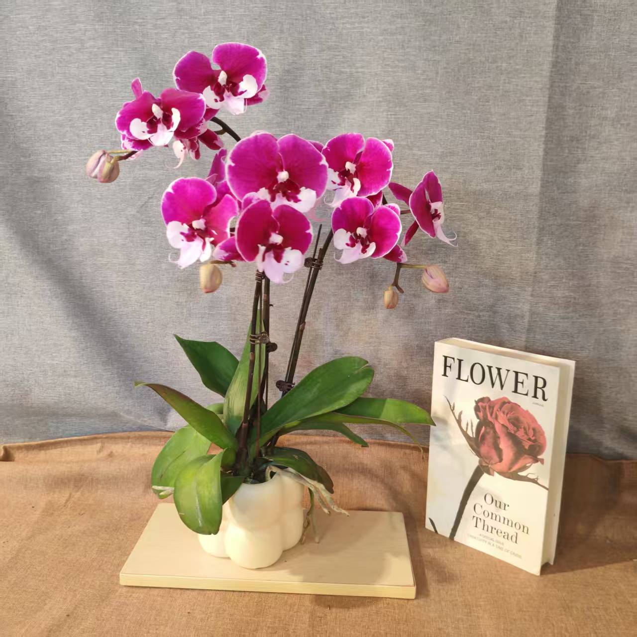 鲜花【宾利】蝴蝶兰室内种植观赏送礼带花发货