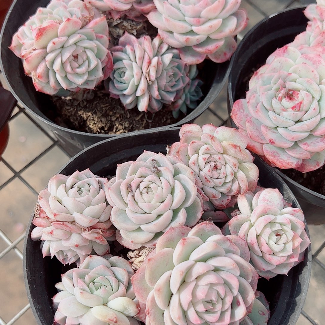 粉水晶多头造型精品特价
