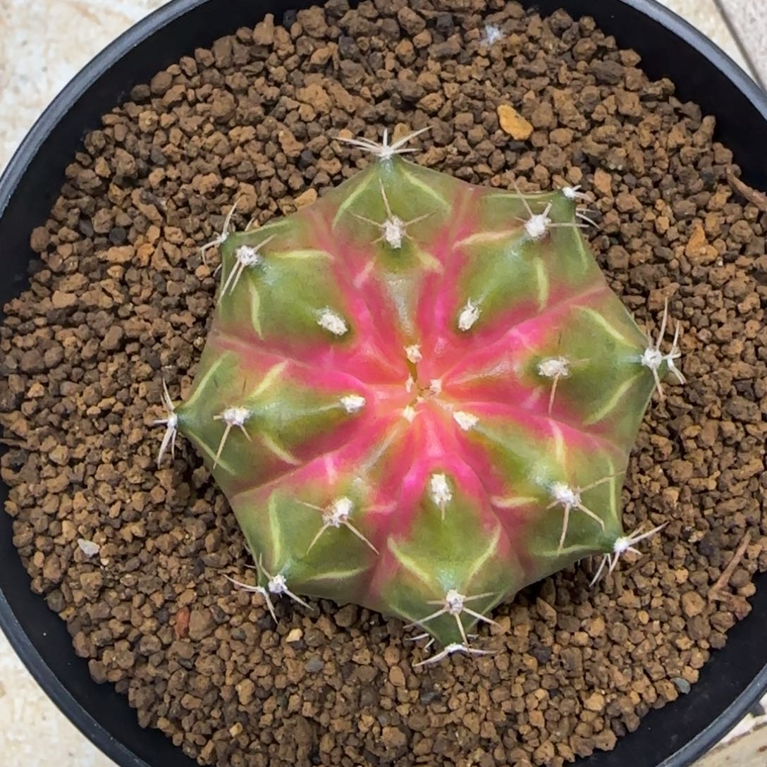 泰系实生轮回带盆土发货