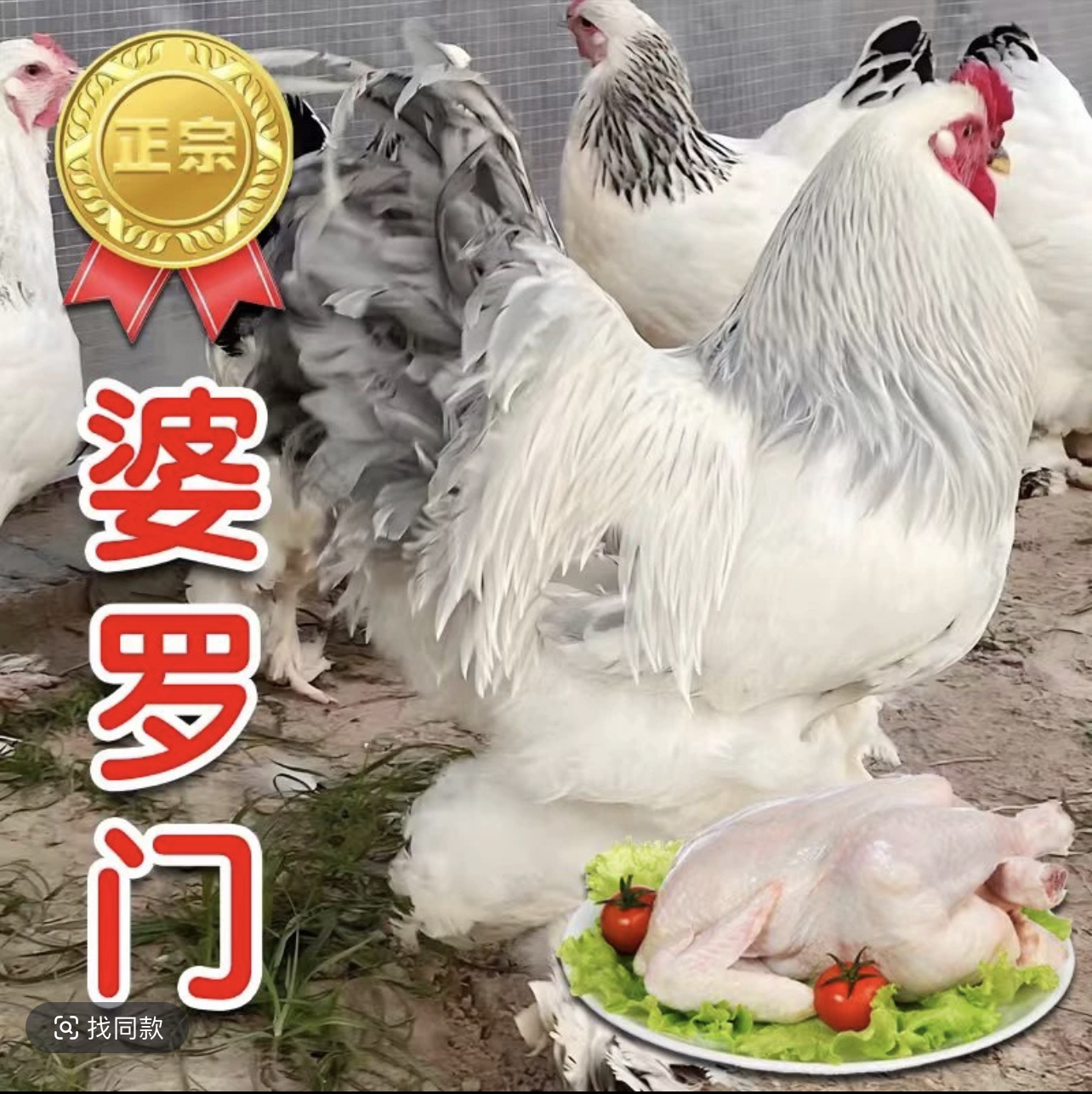 梵天鸡 婆罗门鸡