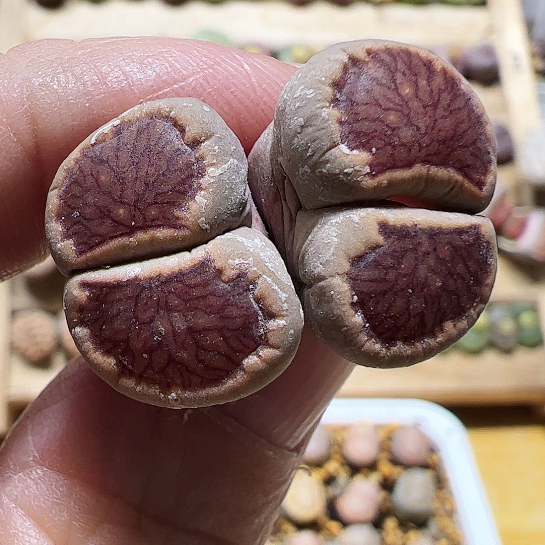 红窗菊一颗………………