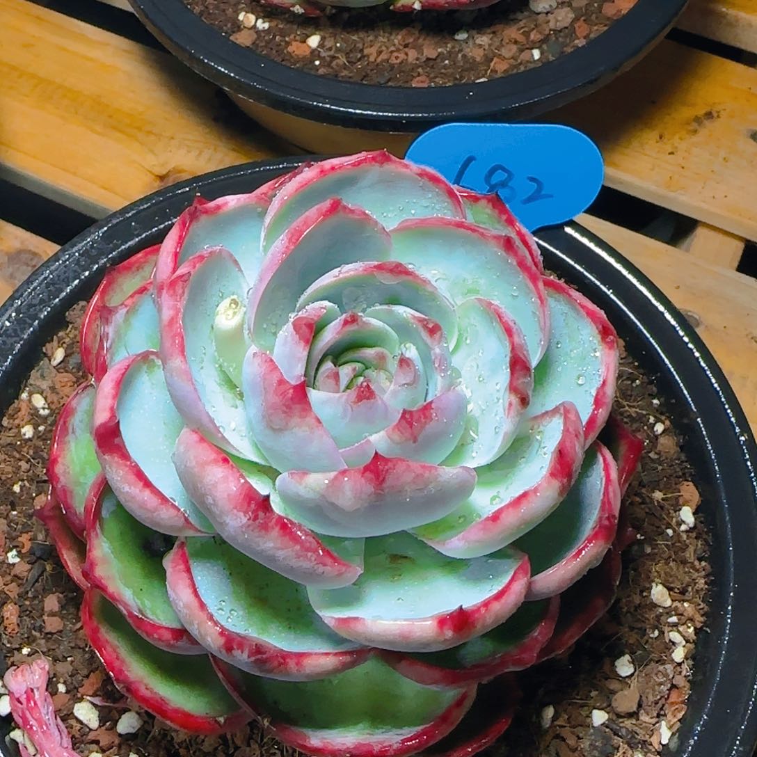 惊鸿仙子一物一拍682号