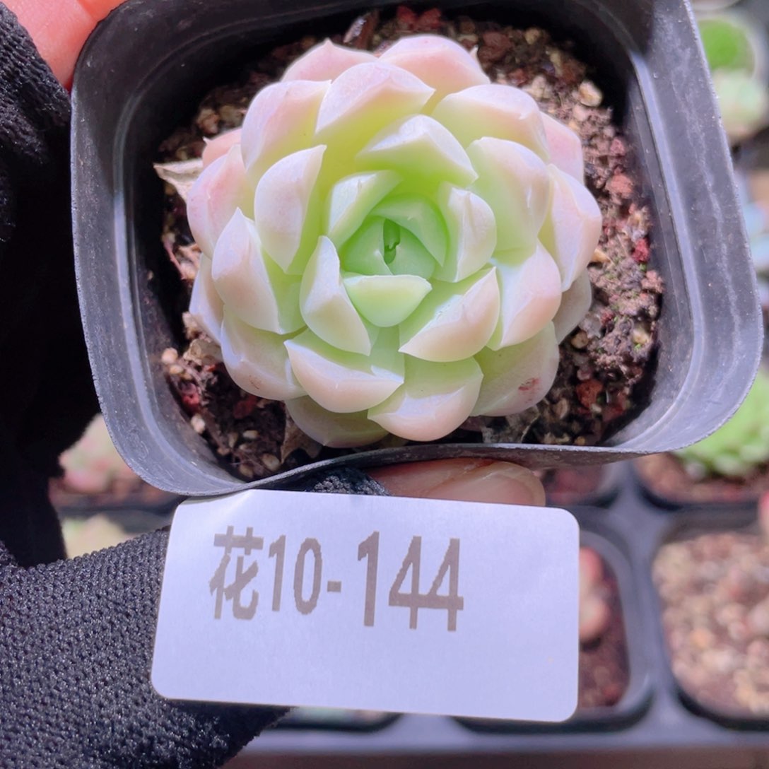 花利美10-144白月影