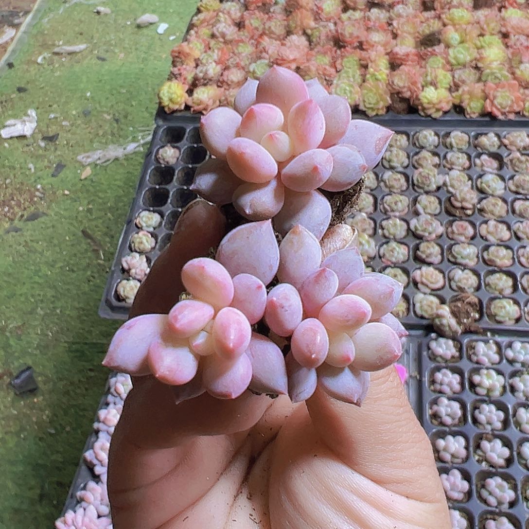 半夏苗3个19包邮多肉植物