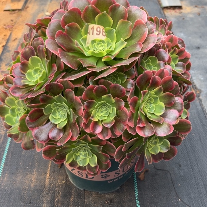 196特斯拉30厘米左右多肉