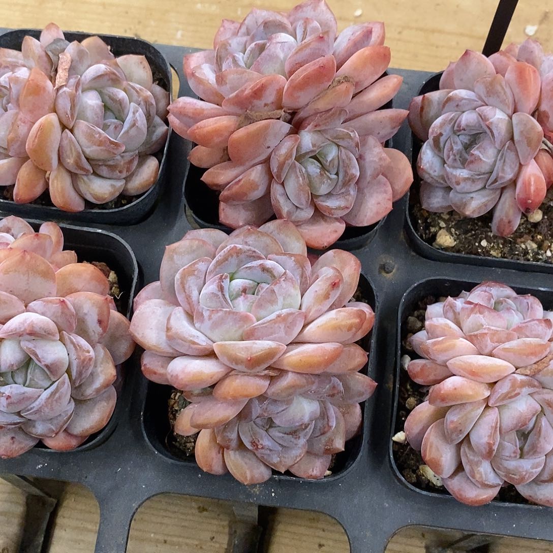 104。流金。福利多多