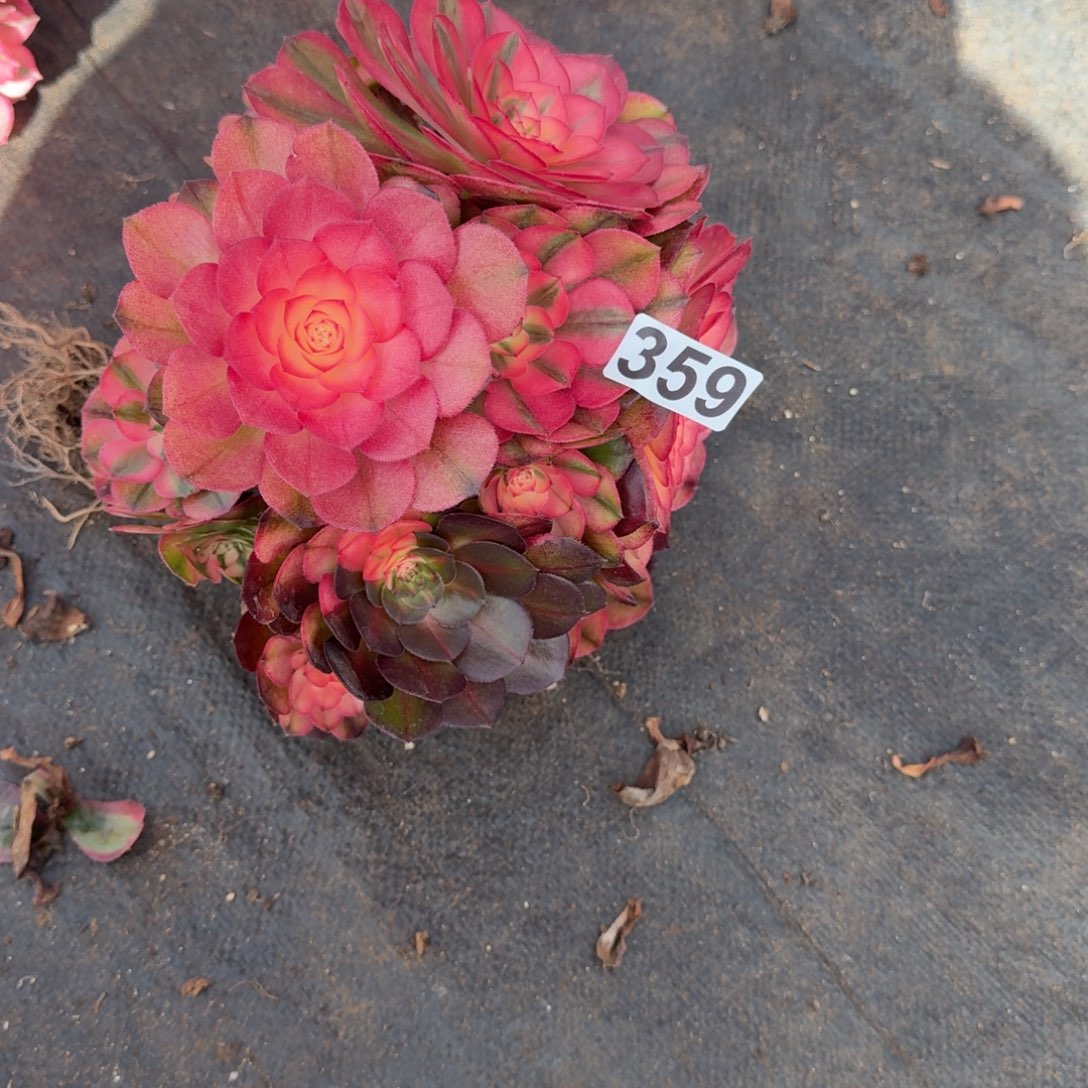 359多肉植物荔枝有砍特价