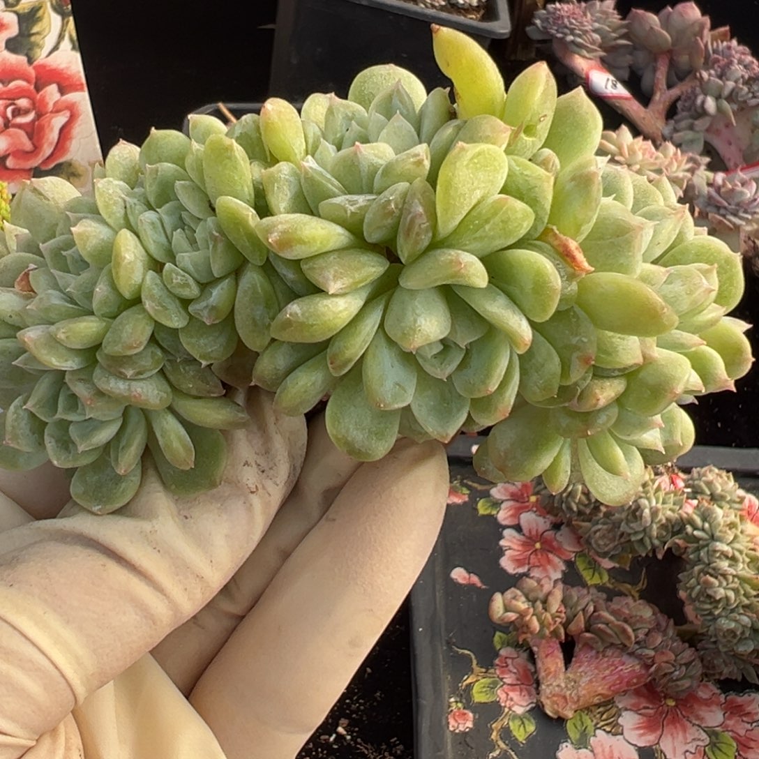 新年快乐 新年快乐