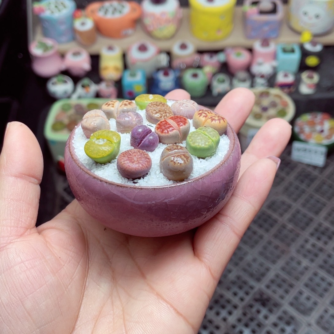 w9114 -零下地区拍保温箱-15支持寄养