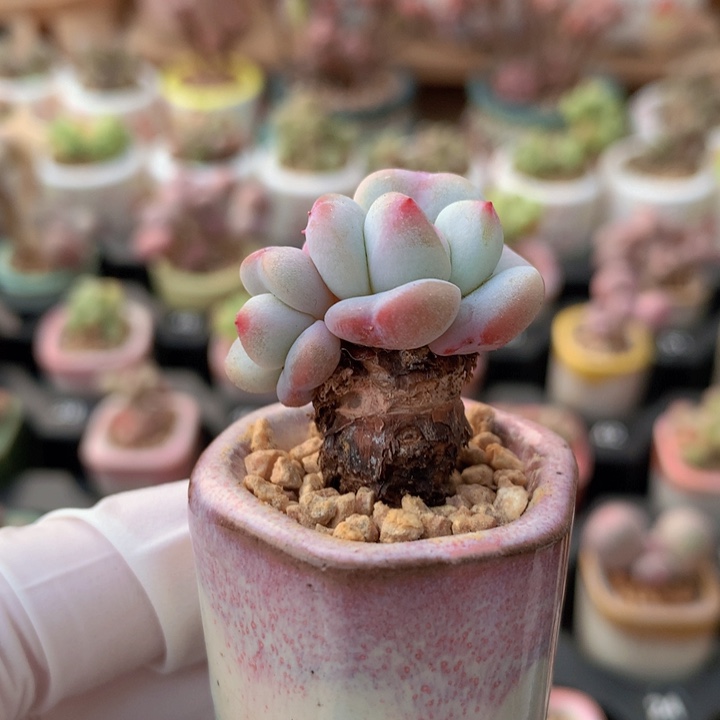 星影 木质老粗桩 一物一拍