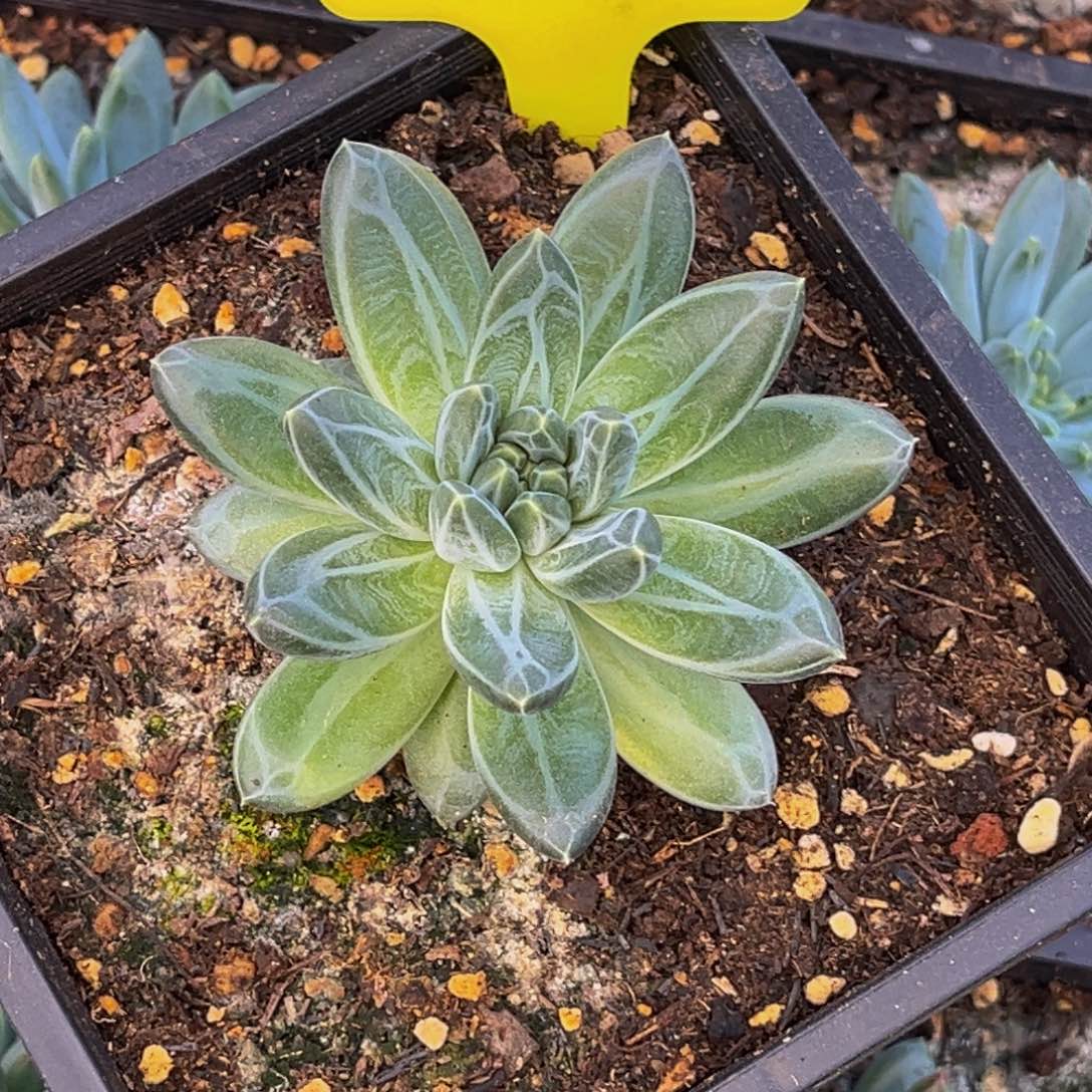 ～***～62008号早上多肉植物群生多肉