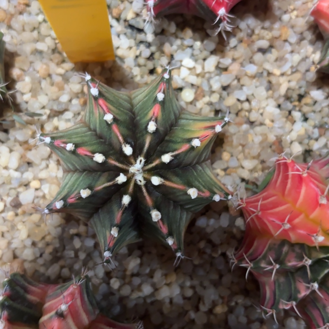 L907-1209泰国发货