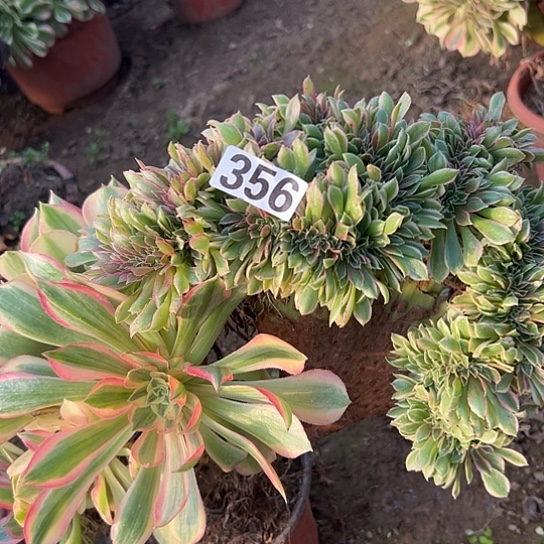 小***浅多肉植物一个女神356