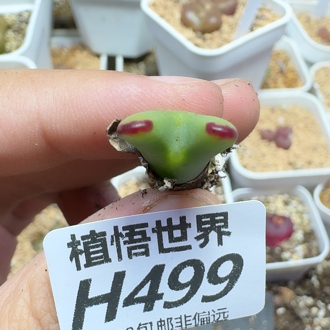 多肉植物的润泽fgh