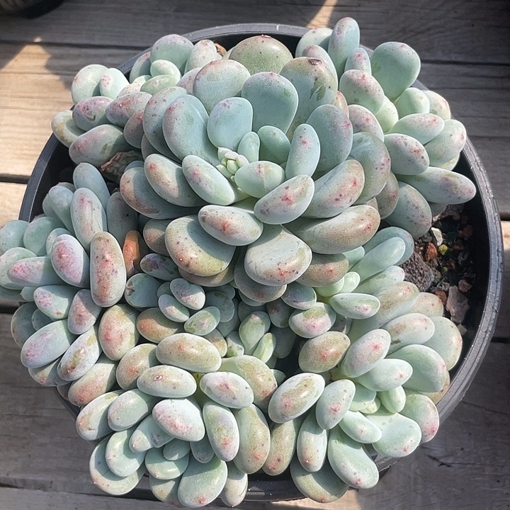 香香雪多肉植物群生