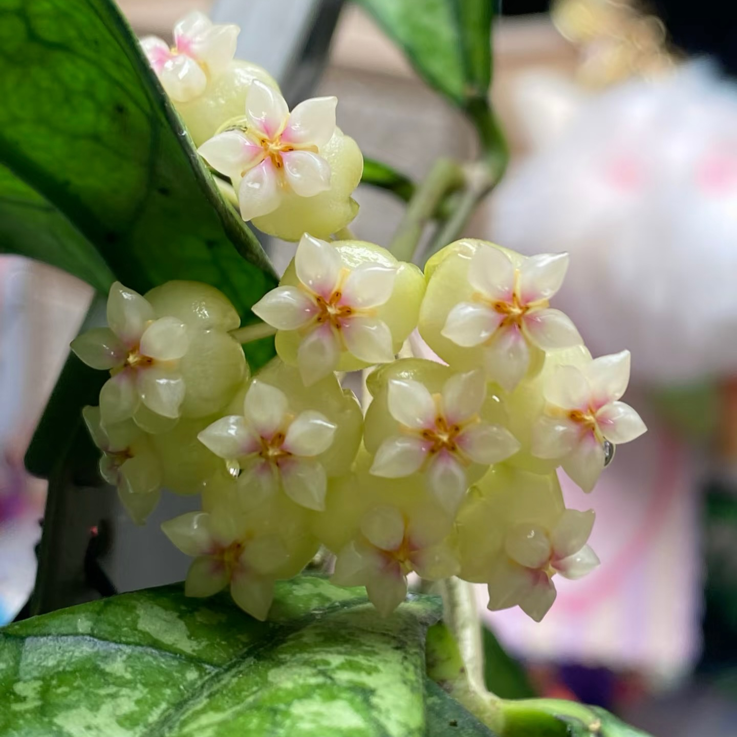 太行【亥奎/粗柄】品种球兰高颜值高斑叶片养护简单