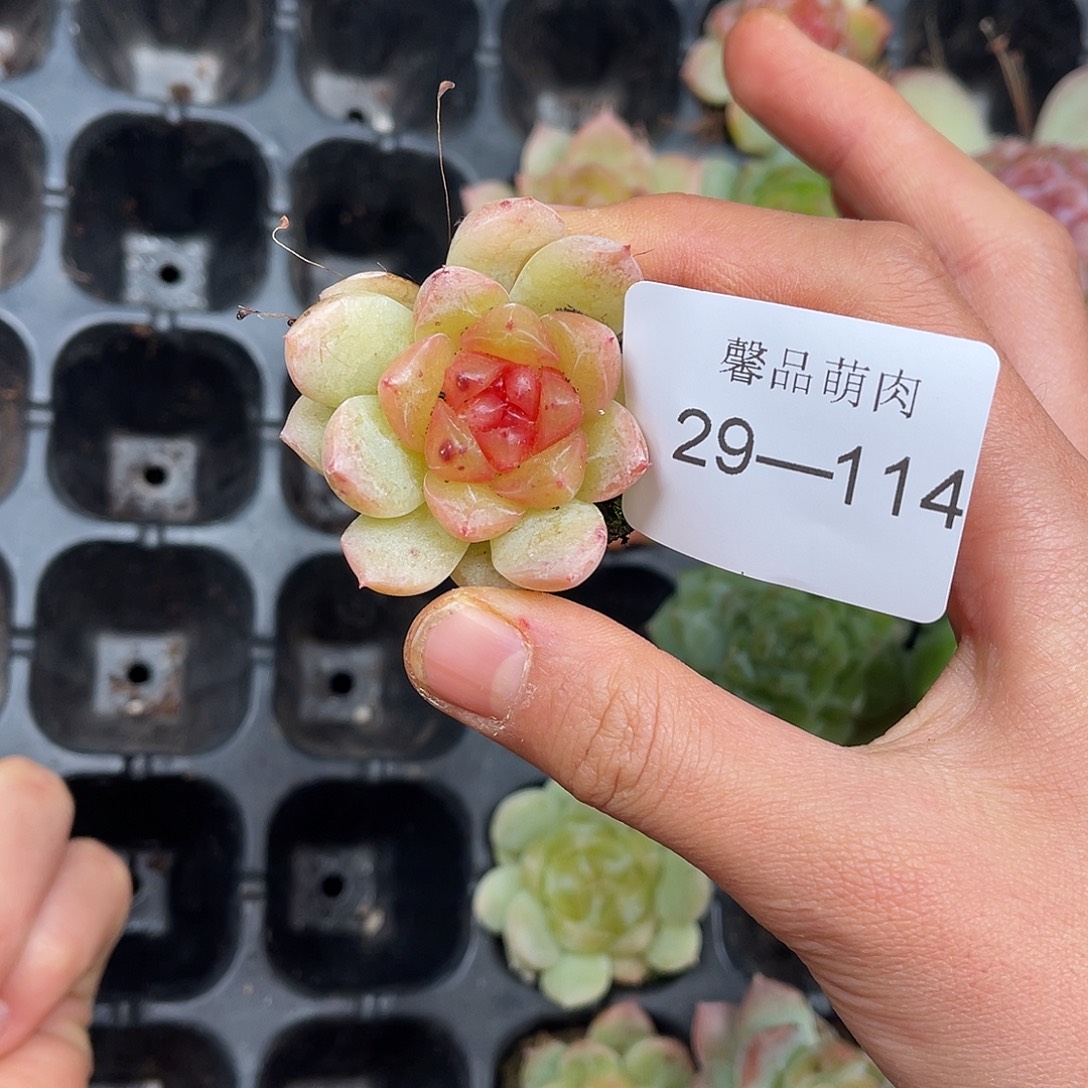 多肉一物一拍29-114