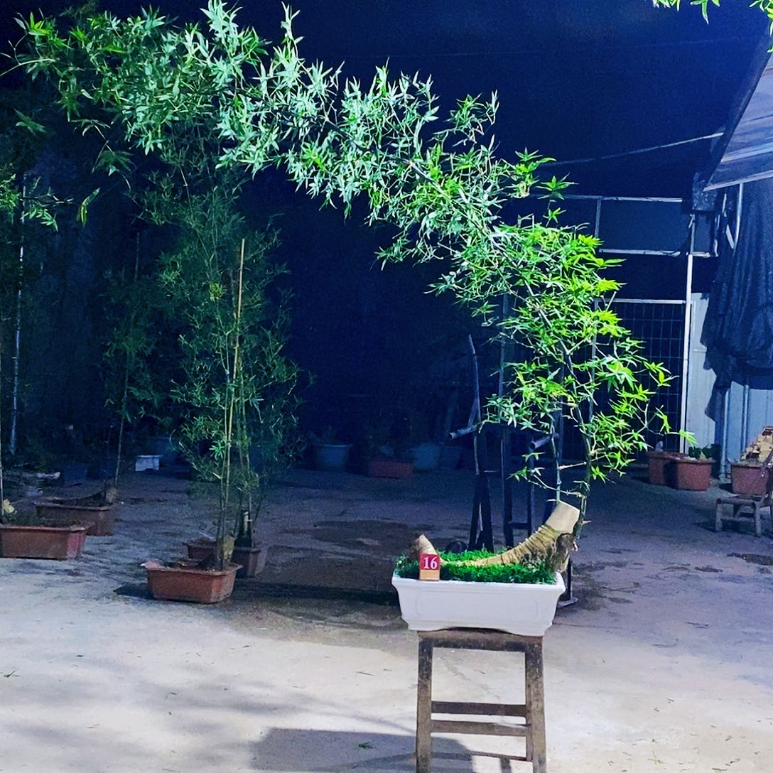 临***制小叶簕竹一物一拍