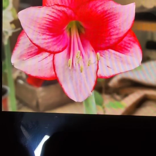 当前无花栽培后可以开花炫彩6厘米裸根球