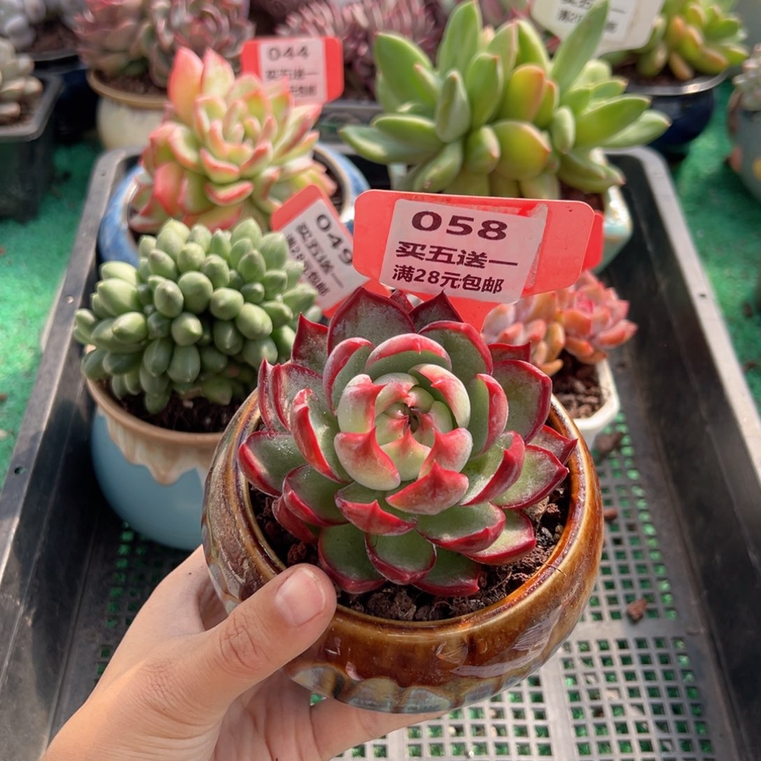表妹精品多肉植物058.