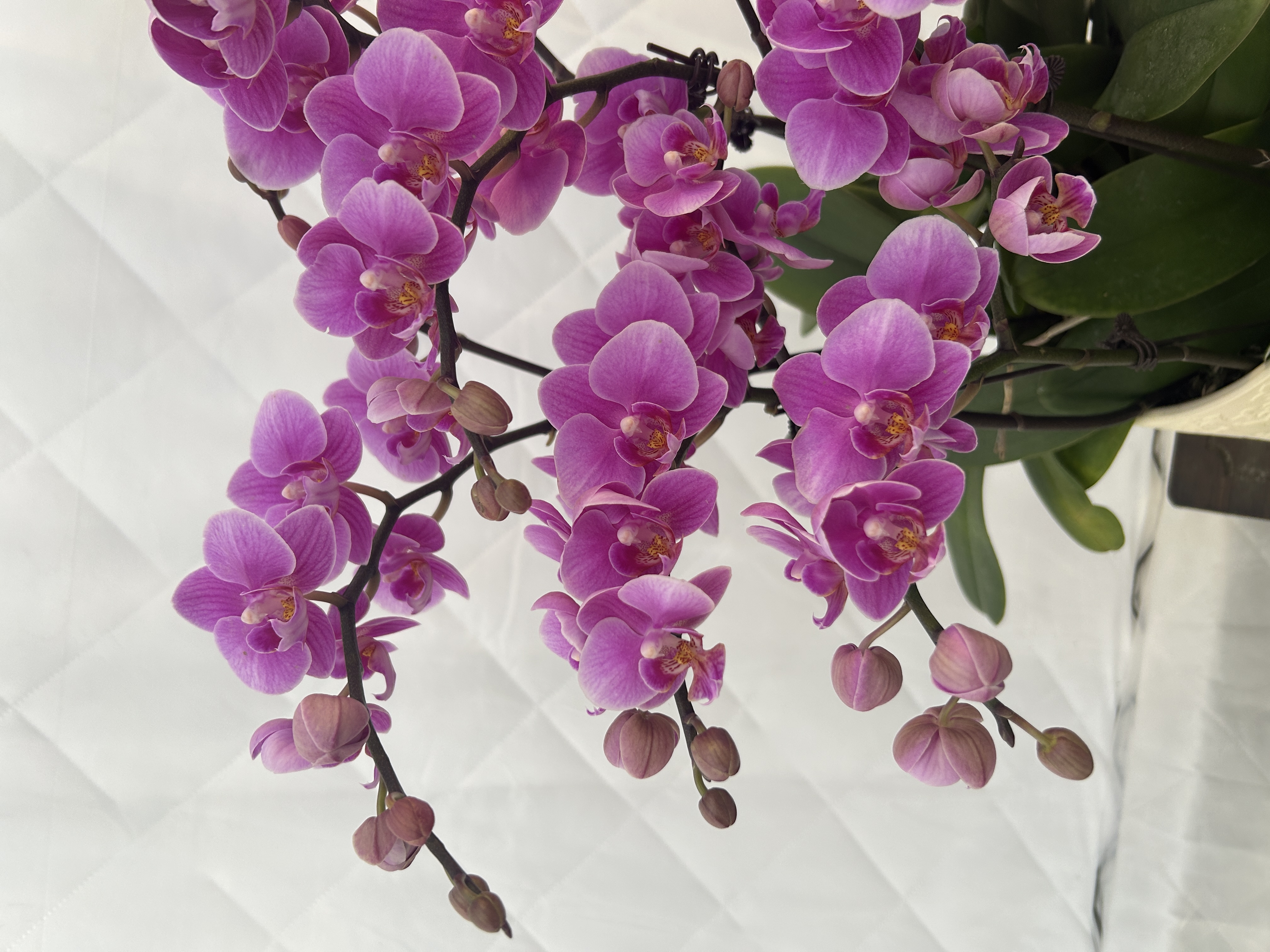 蝴蝶兰 粉圆 粉色系爆款  好养耐养赠陶瓷盆