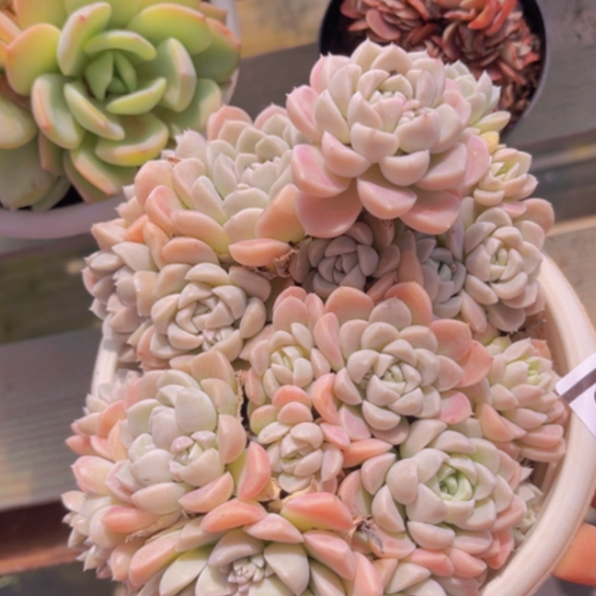 【闪购商品】奶油美人04145