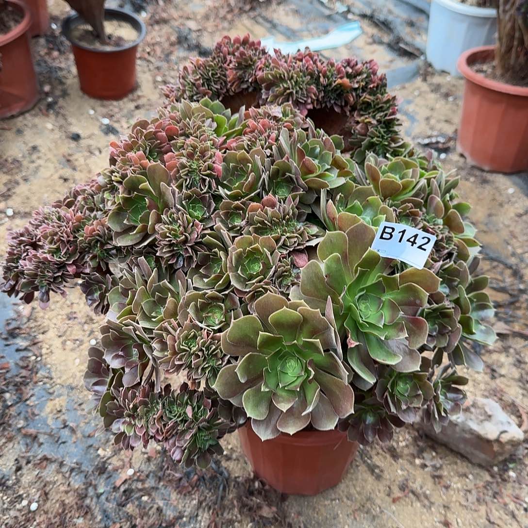 142玫瑰朵朵一颗48官府