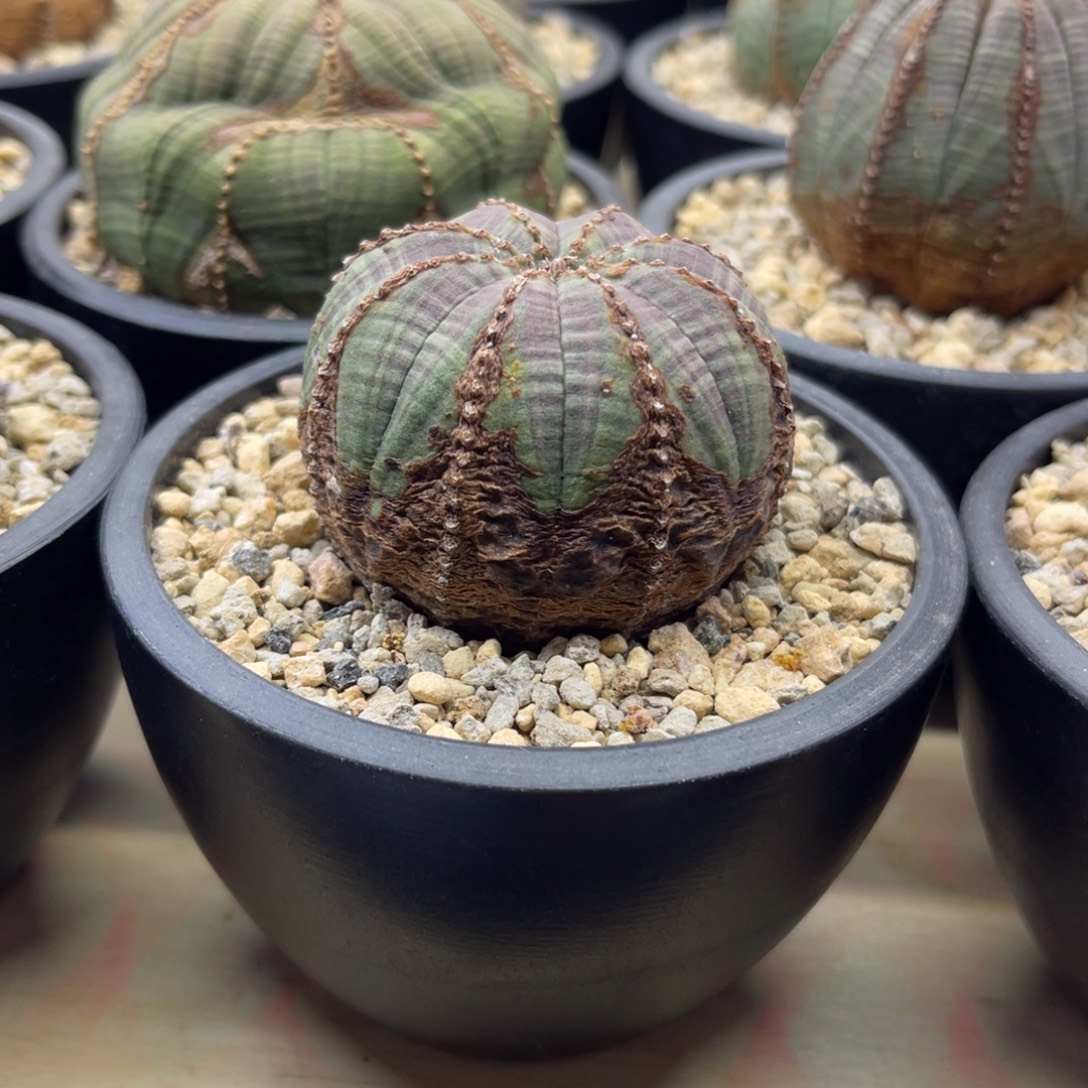 欧系布纹球特价009