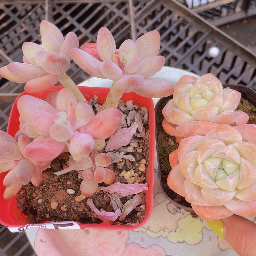 0376苹果奶送三头冰玉