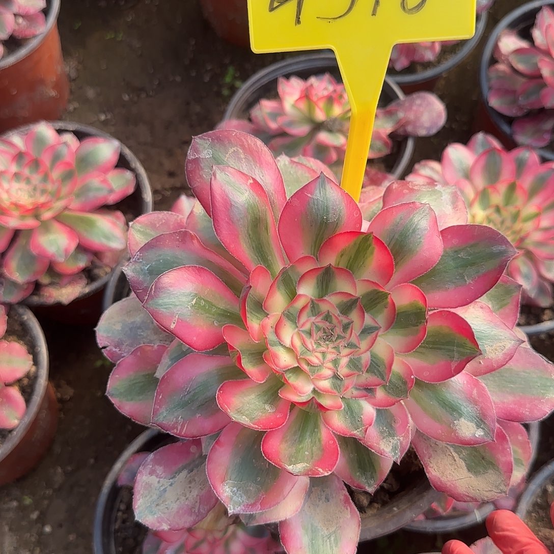 4318%--爱丽丝多头