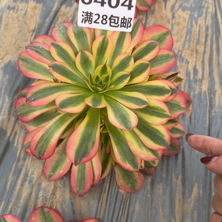 6404一号棚黄体女巫F