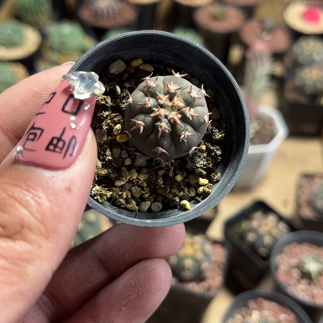 小猫爪单头发货单头发