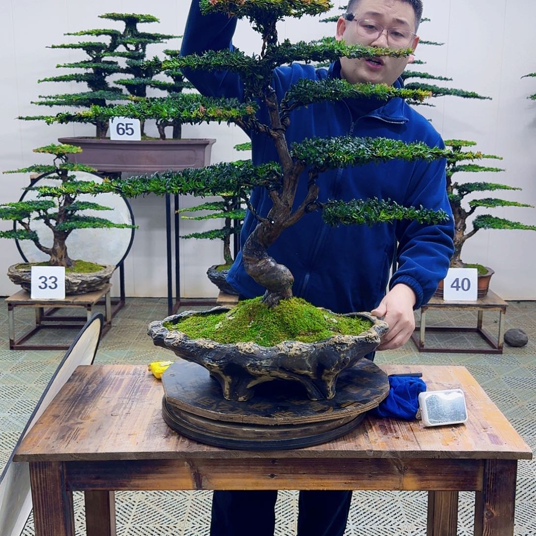 无花朵珍珠红芽罗汉松造型盆景