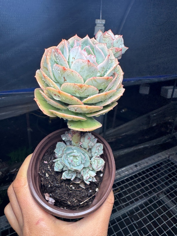 2颗克罗地亚玫瑰 凑满15包邮 