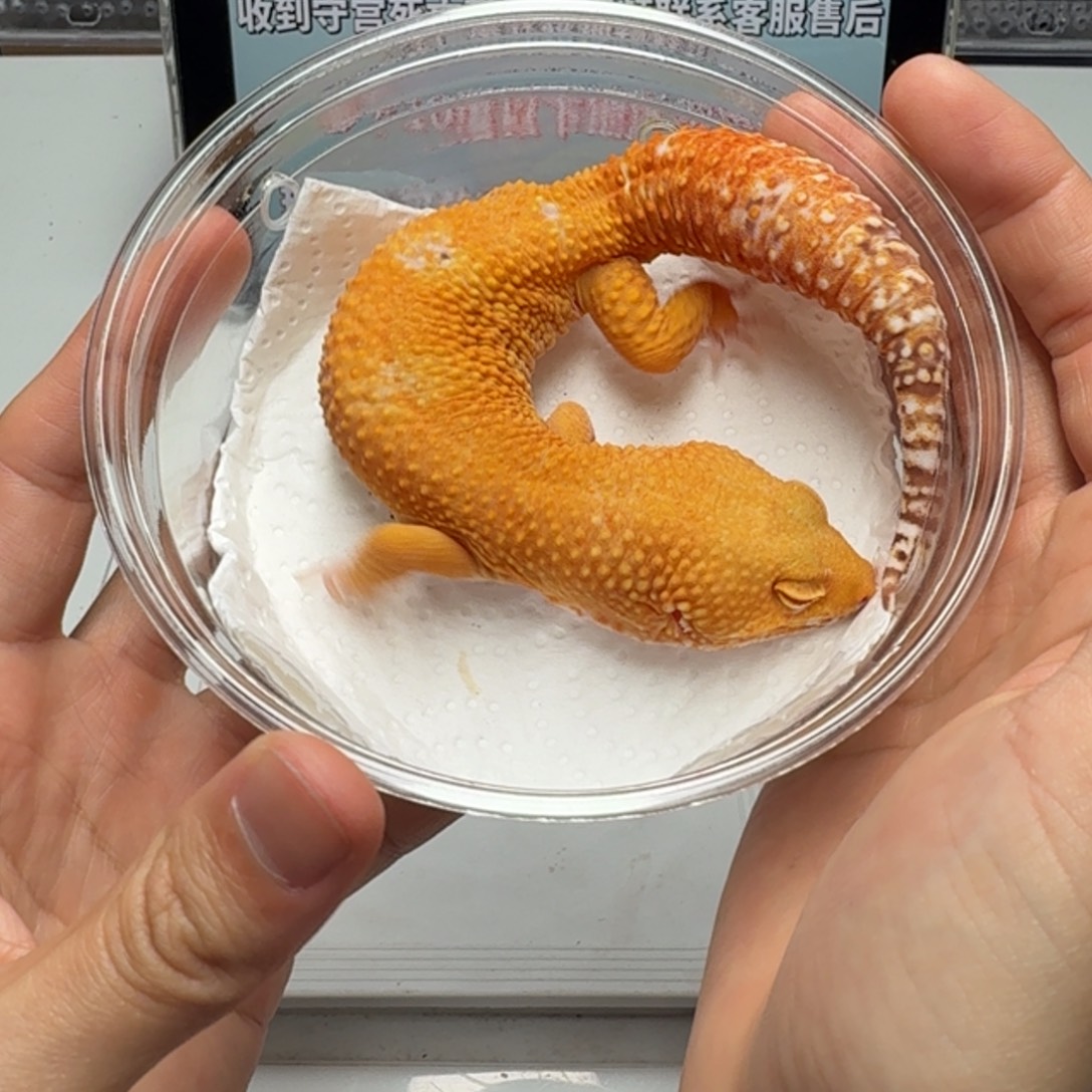 豹纹守宫贝尔阳光弟弟