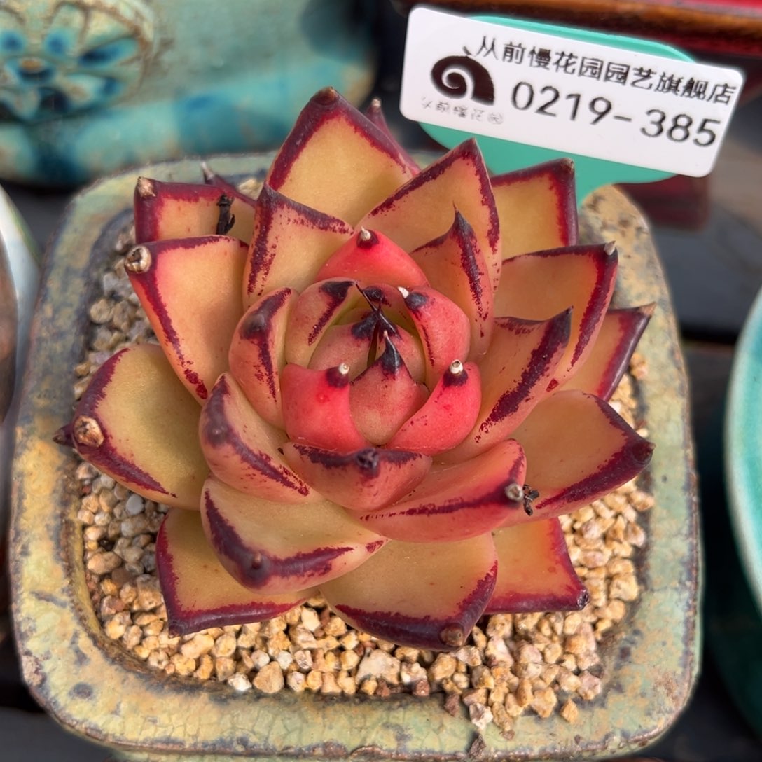 从前慢多肉精选编号0219.385