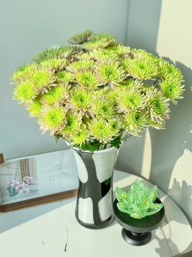 【粉绿安娜】多头鲜花小菊云南昆明基地直发精品鲜家庭水养插花