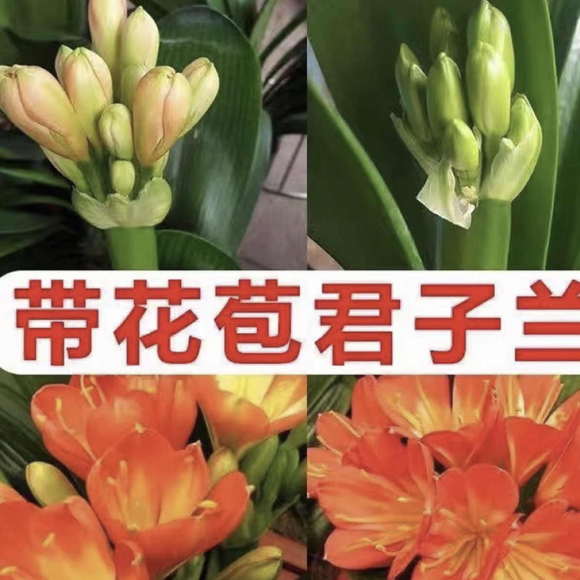 【带花苞】14-15年精品大苗君子兰当年开花花期正旺