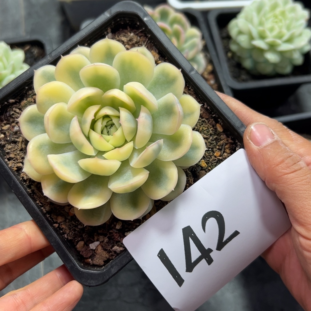 思***语142、单独反反复复反反复复