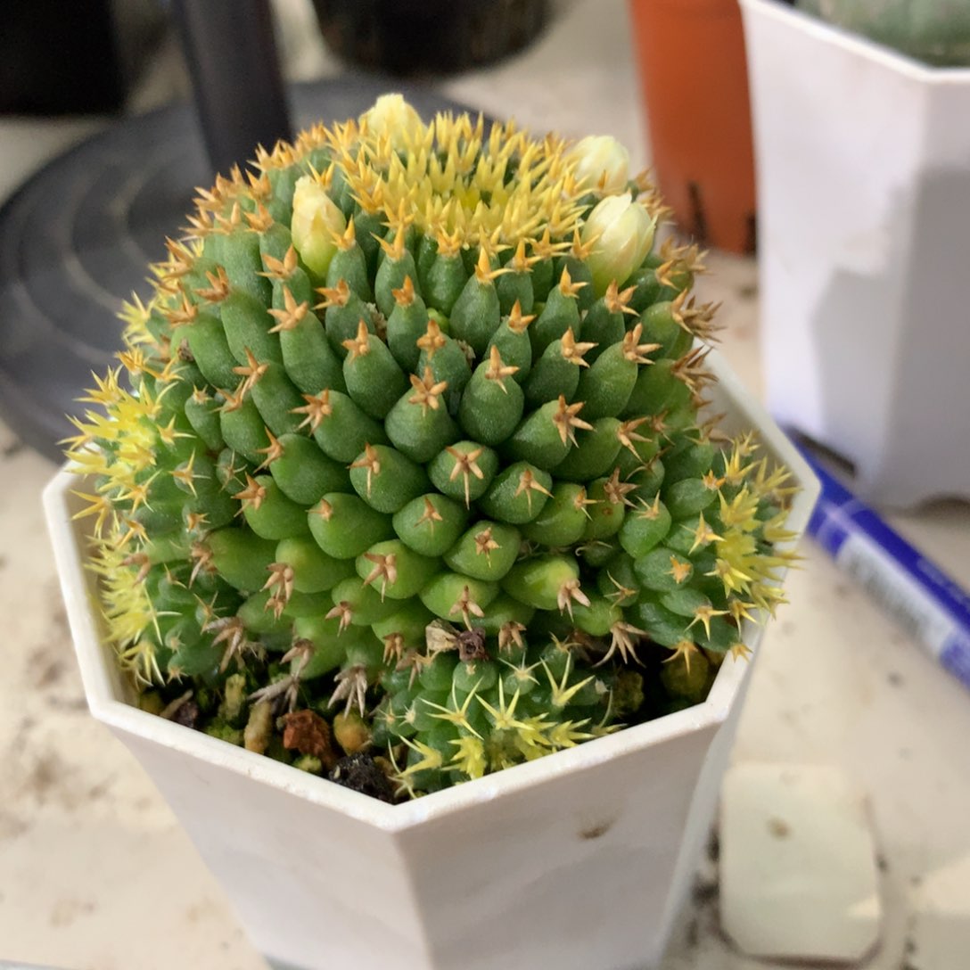 长****产开播福利实生仙人球仙人球