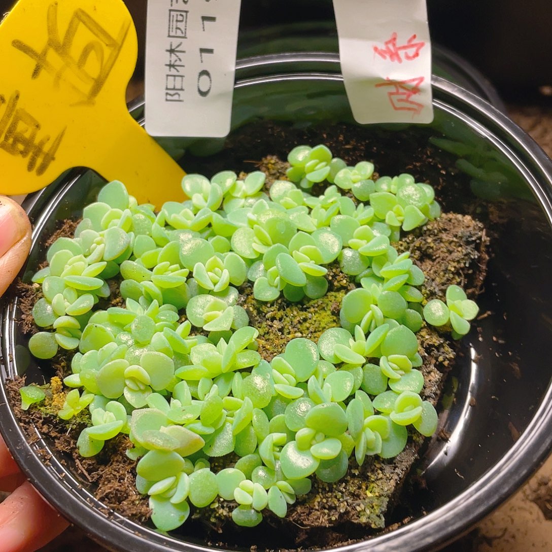 量拍多肉植物多肉植物119