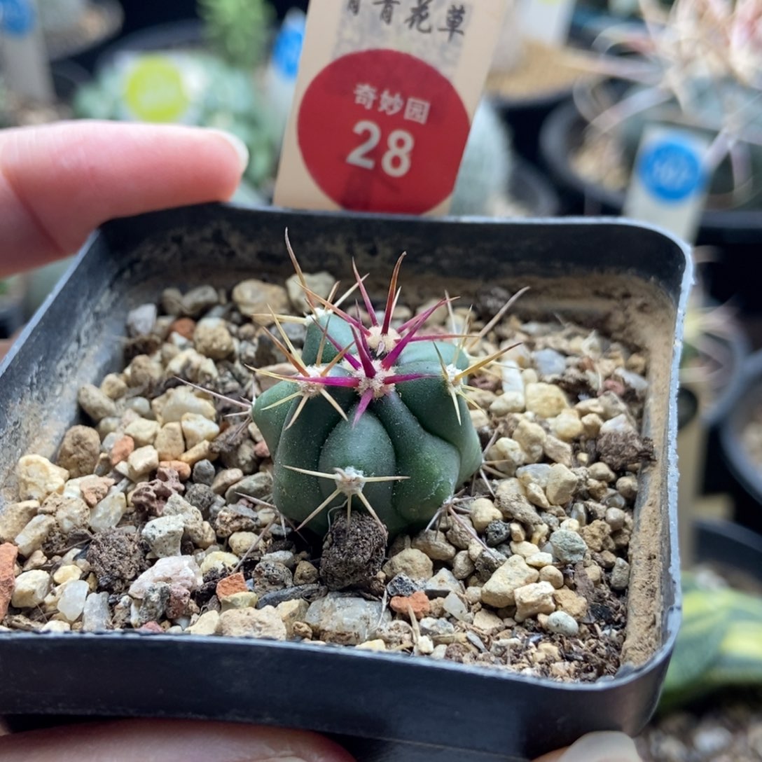 实生伟冠龙一颗仙人球